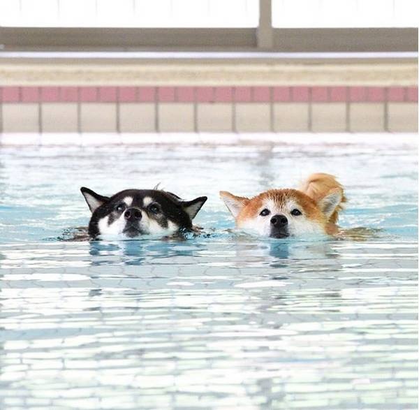 夏天里让狗狗们开心的事情莫过于玩水