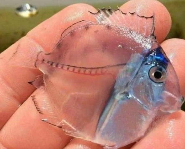 墨西哥海上发现一条全身透明的鱼