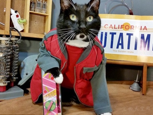 猫咪cosplay电影明星