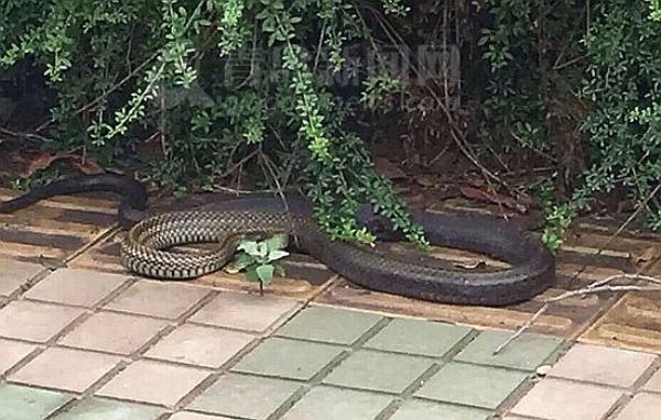 青岛女子上班路上遇到三米长大蛇