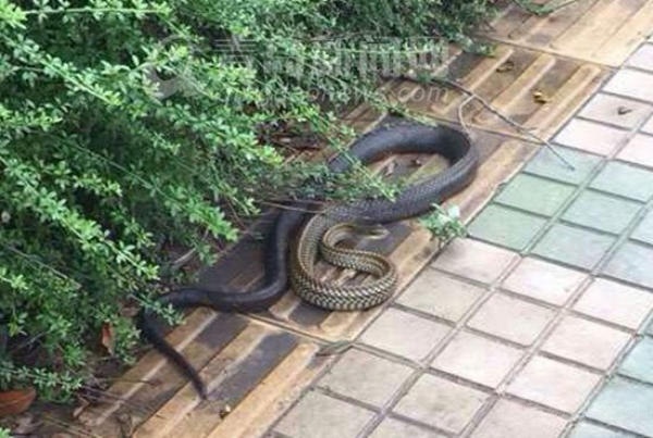 青岛女子上班路上遇到三米长大蛇