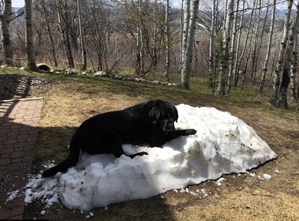 拉布拉多犬爬在雪堆上的照片