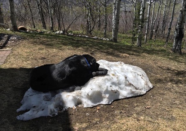 拉布拉多犬爬在雪堆上的照片