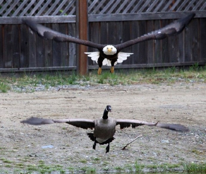 摄影师拍到了一只老鹰和一只鹅打架