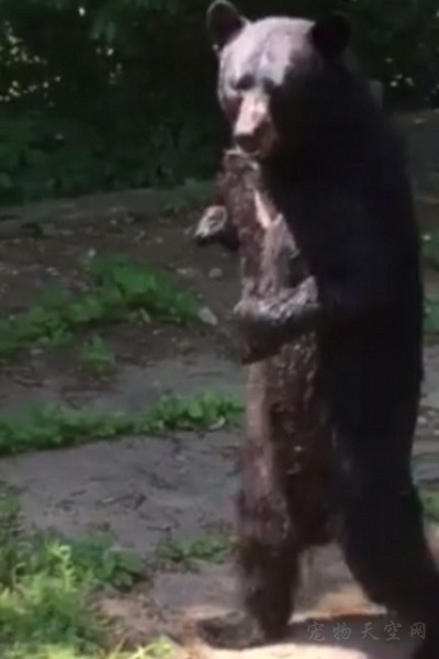 站起来行走的黑熊引发网友关注