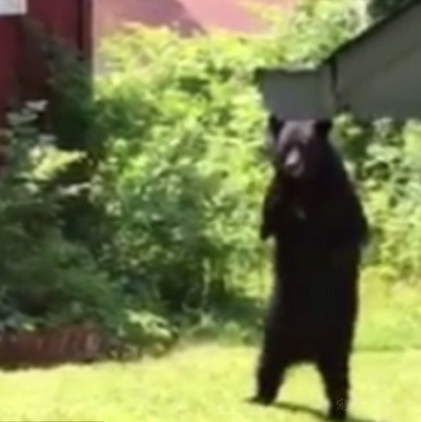 站起来行走的黑熊引发网友关注