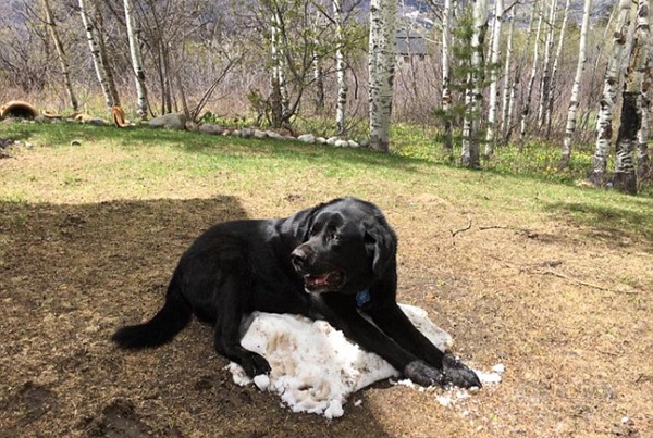 拉布拉多犬爬在雪堆上的照片