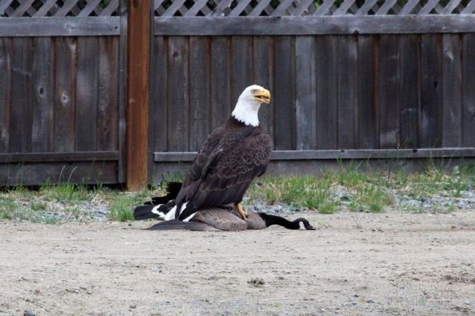 摄影师拍到了一只老鹰和一只鹅打架
