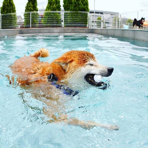 让狗狗们开心的事情莫过于玩水