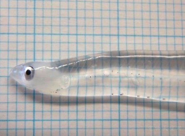 墨西哥海上发现一条全身透明的鱼