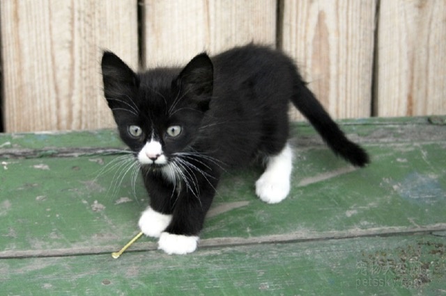 为什么黑白猫咪都是上黑下白