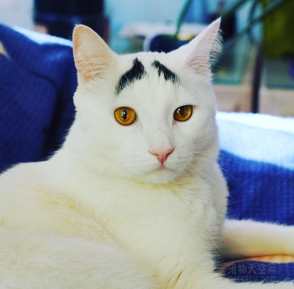 为什么黑白猫咪都是上黑下白