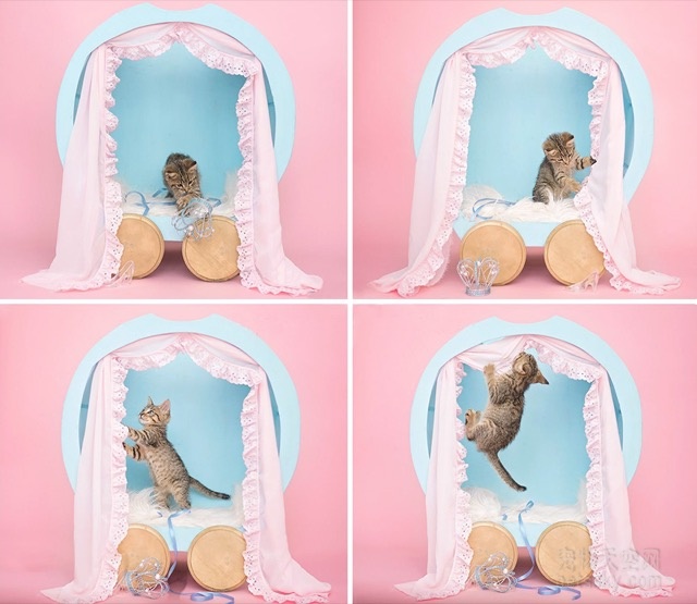 为流浪小猫咪拍了一组“新生儿”照片