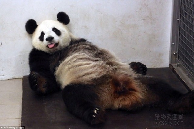 2016年首只海外大熊猫宝宝出生