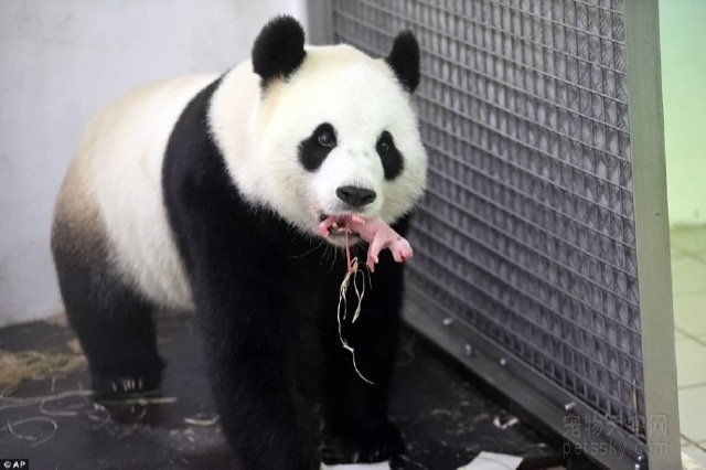 2016年首只海外大熊猫宝宝在比利时出生