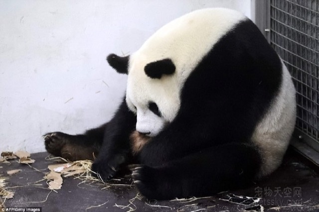 2016年首只海外大熊猫宝宝在比利时出生