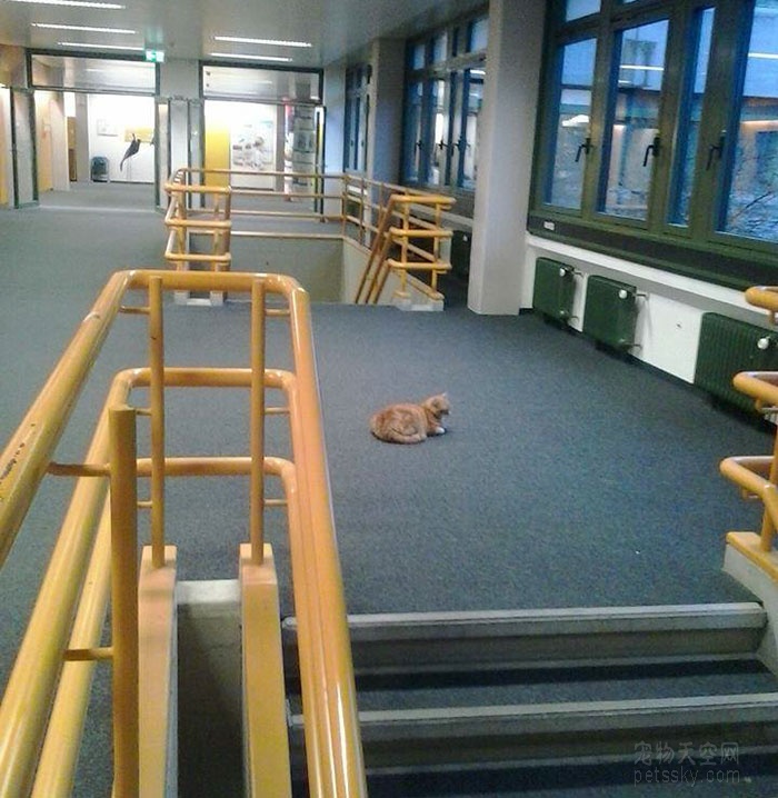 德国大学里的一只“学霸猫”