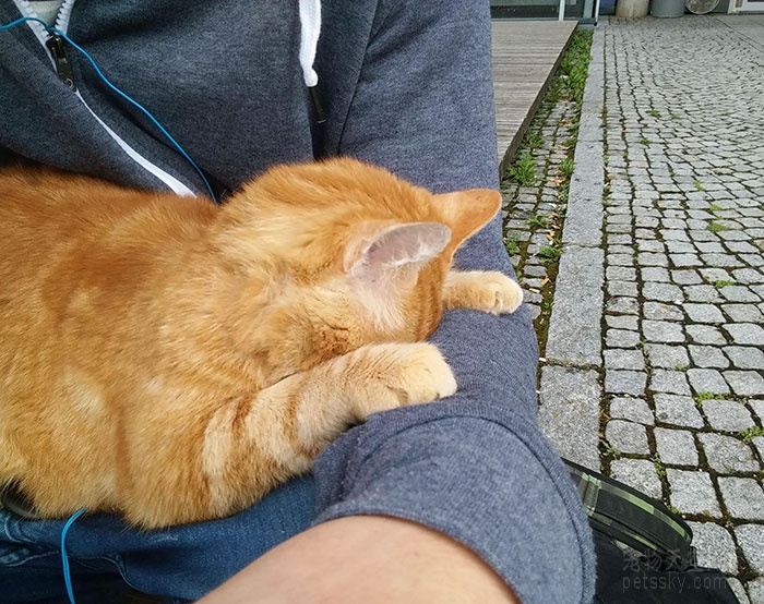 德国大学里的一只“学霸猫”