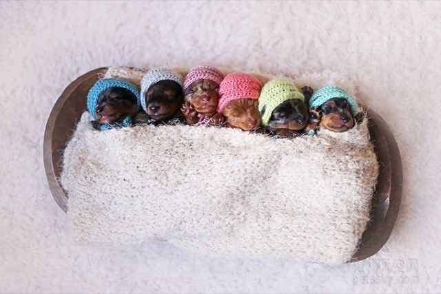 腊肠犬妈妈与自己的六个小宝宝