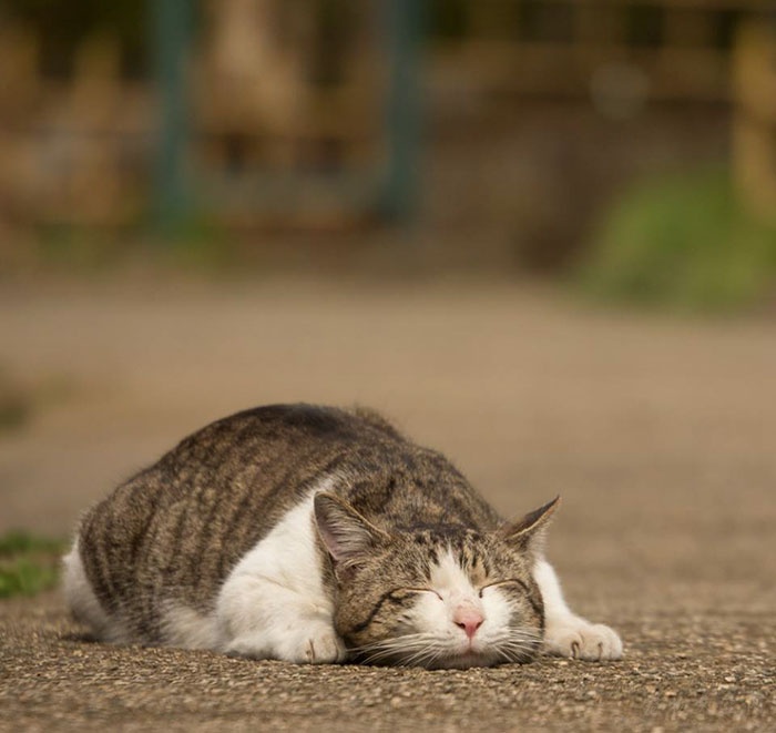日本摄影师镜头下的流浪猫