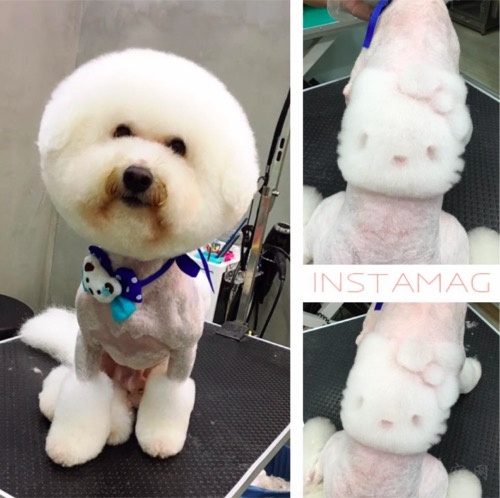 台湾理发师决心转行给宠物做美容台湾理发师决心转行给宠物做美容