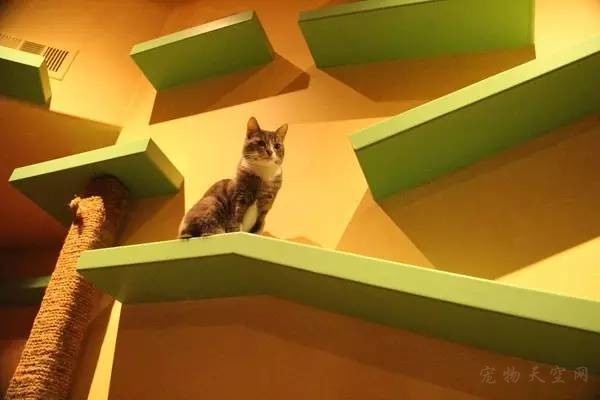 为18只猫咪建了一所喵星人乐园