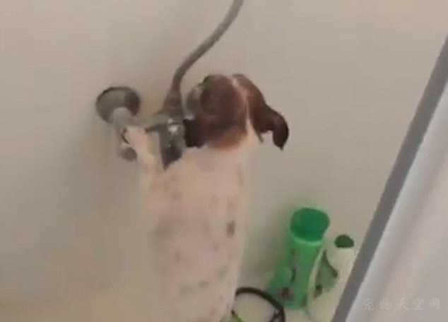 主人发现狗狗独自在浴池里冲凉