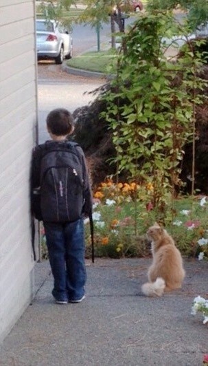 每天早晨猫咪都会陪同小主人等校车