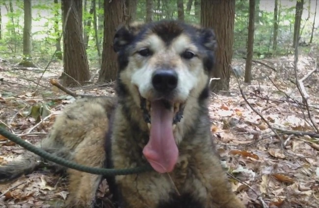 伐木工在森林里发现了一只年迈的狗狗