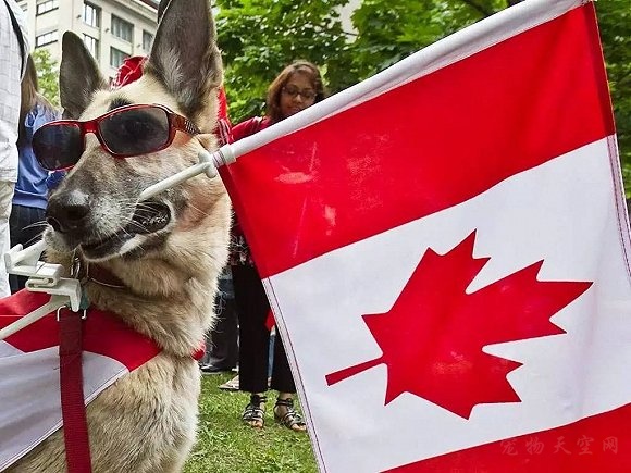 加拿大对于宠物狗的监管制度更加严格