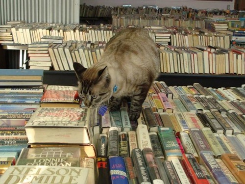 猫咪为图书馆抓了6年的老鼠