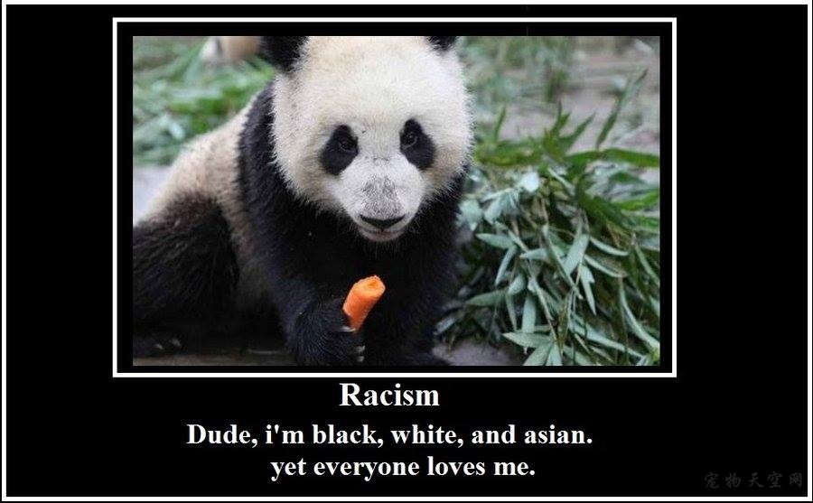 熊猫被歪果仁当反种族歧视代言人