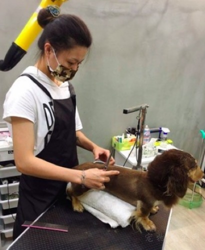 台湾理发师决心转行给宠物做美容