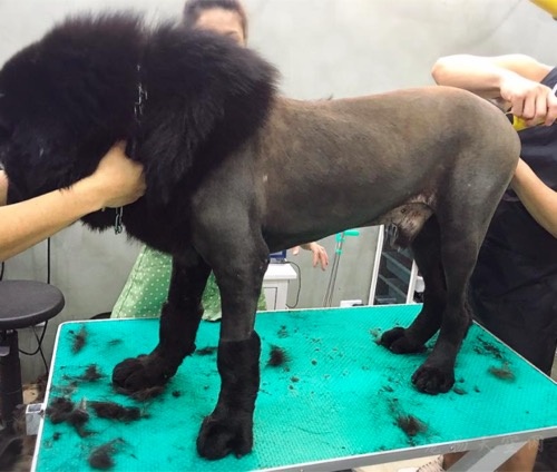 台湾理发师决心转行给宠物做美容