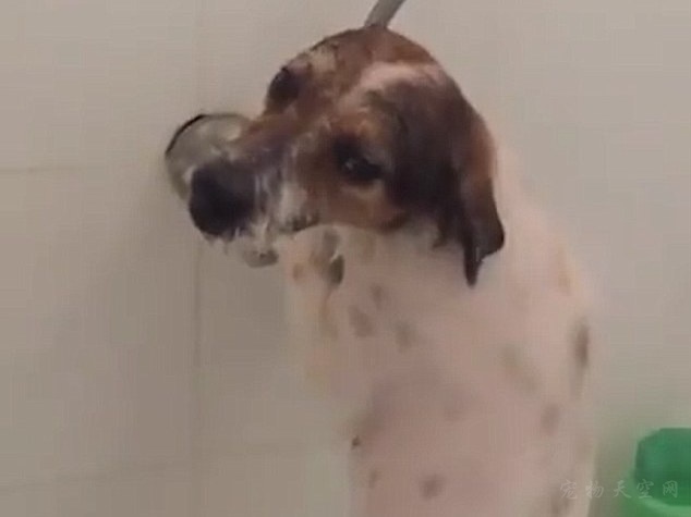 主人发现狗狗独自在浴池里冲凉