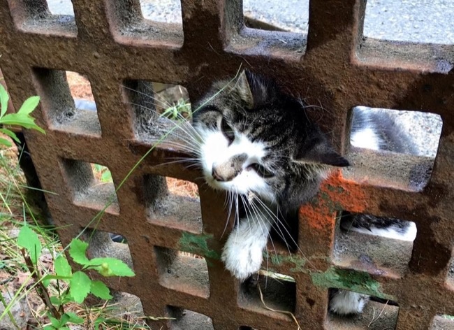 淘气的小猫咪卡在雨水沟的盖子里
