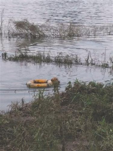 17岁少年跳江救落水的金毛犬