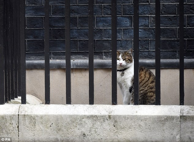 英国“第一猫”遭外交部首席猫挑战