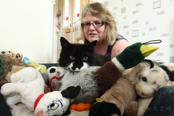 英国一只偷盗玩具上瘾的猫咪