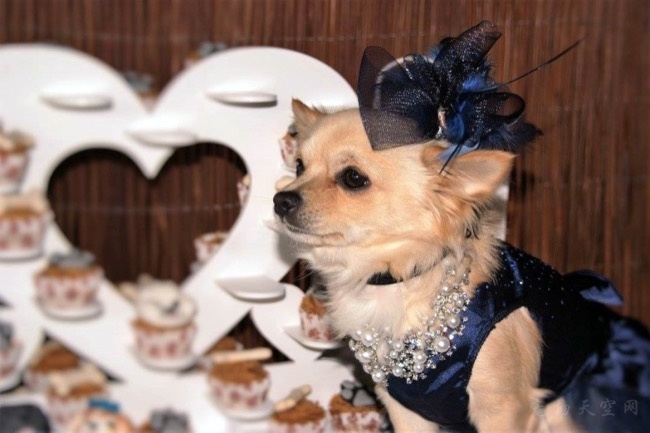英国41岁女子为爱犬举办隆重婚礼