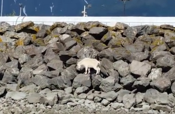 阿拉斯加州一头山羊出现在苏厄德港口附近