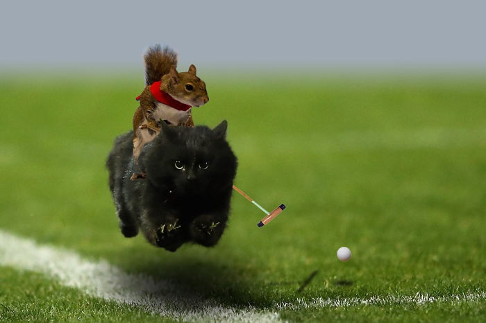 一只黑猫闯入橄榄球比赛场地