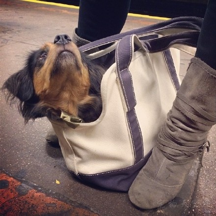 纽约地铁颁布新规定来限制带狗乘坐