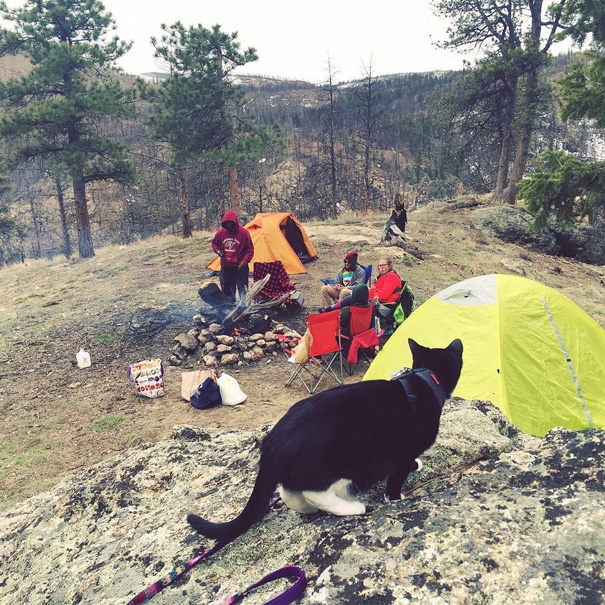 “带着猫咪外出野营”活动在网上兴起