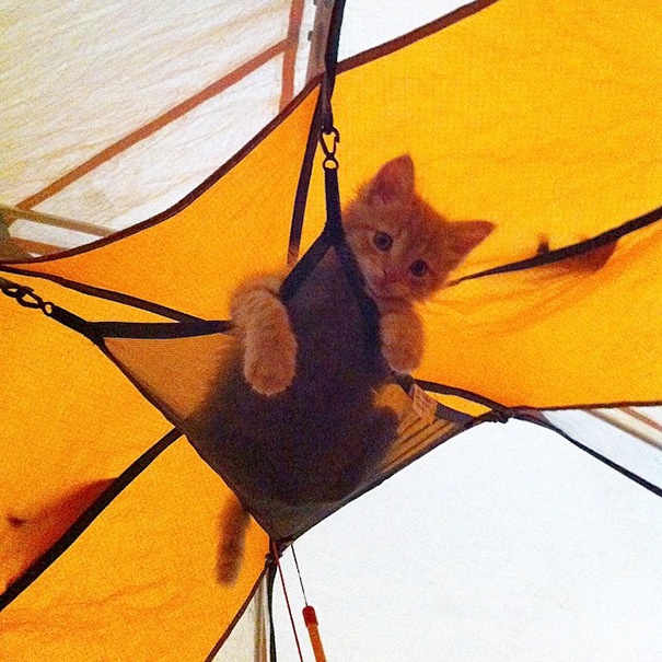 “带着猫咪外出野营”活动在网上兴起