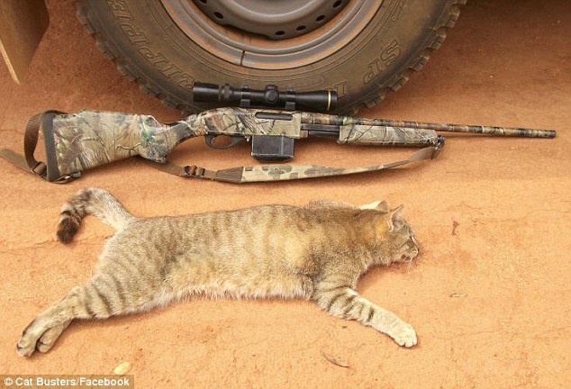 澳大利亚组团射杀流窜猫咪 