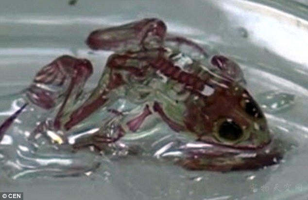 俄罗斯发现皮肤透明的变异青蛙