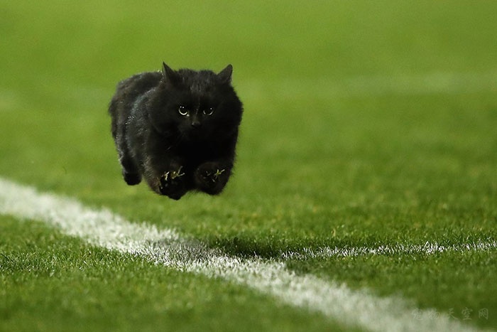 黑猫的照片在网上掀起PS比赛