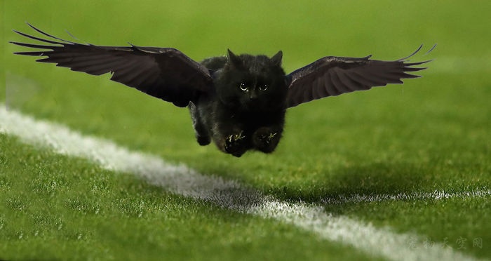 一只黑猫闯入橄榄球比赛场地