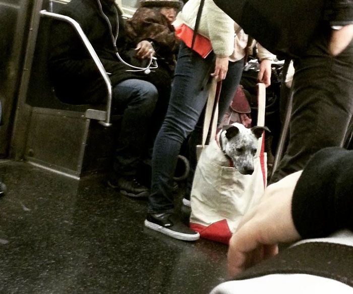 纽约地铁颁布新规定来限制带狗乘坐